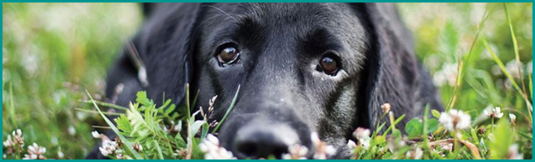Dog Essentials