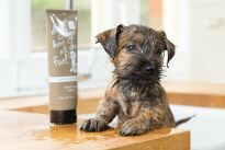 Dirty dog shampoo