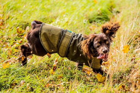 Alan Paine Country Tweed Dog Coat Lichen
